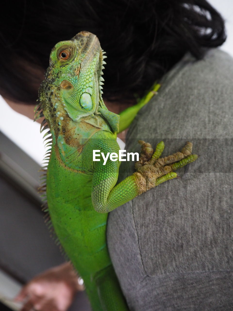 Close-up of a lizard