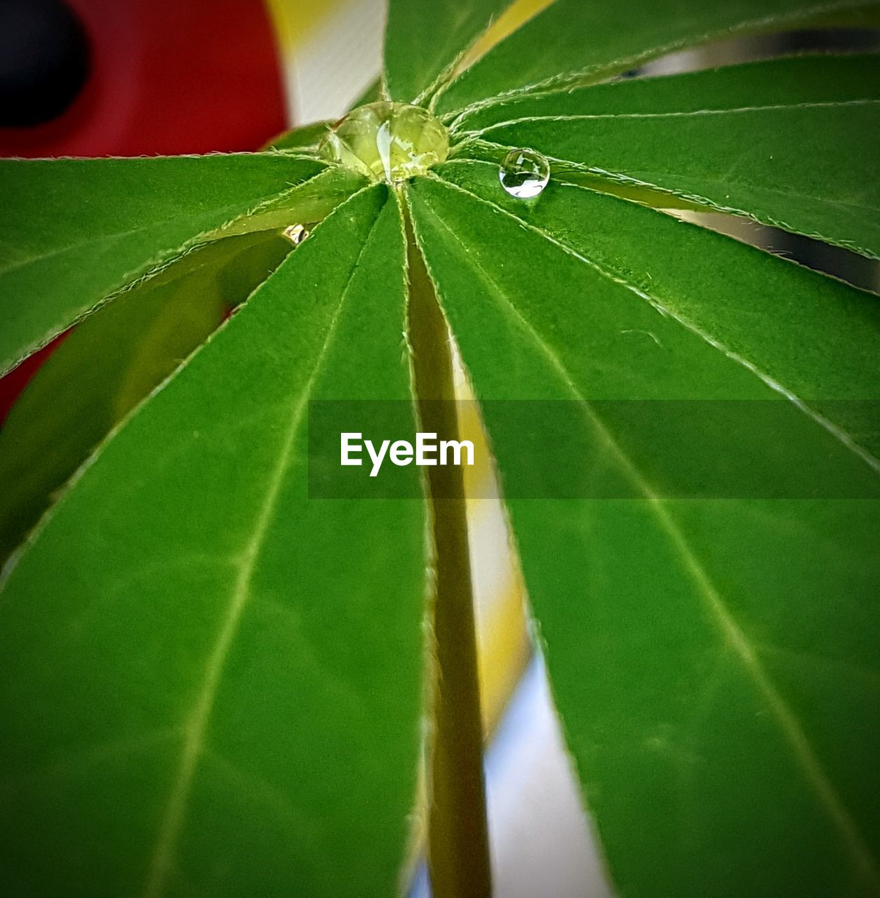 CLOSE-UP OF GREEN INSECT ON LEAF