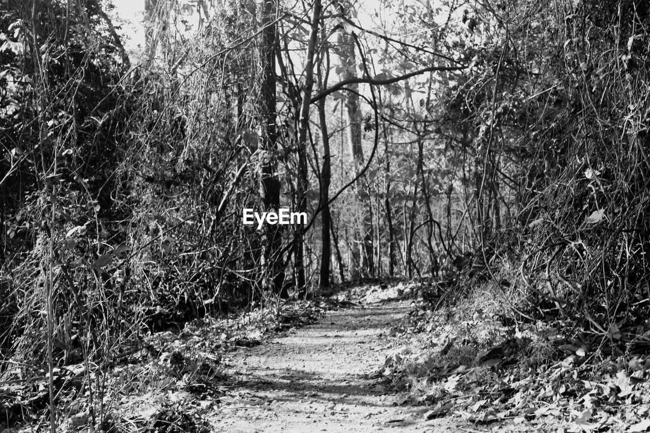 Empty road amidst trees at forest