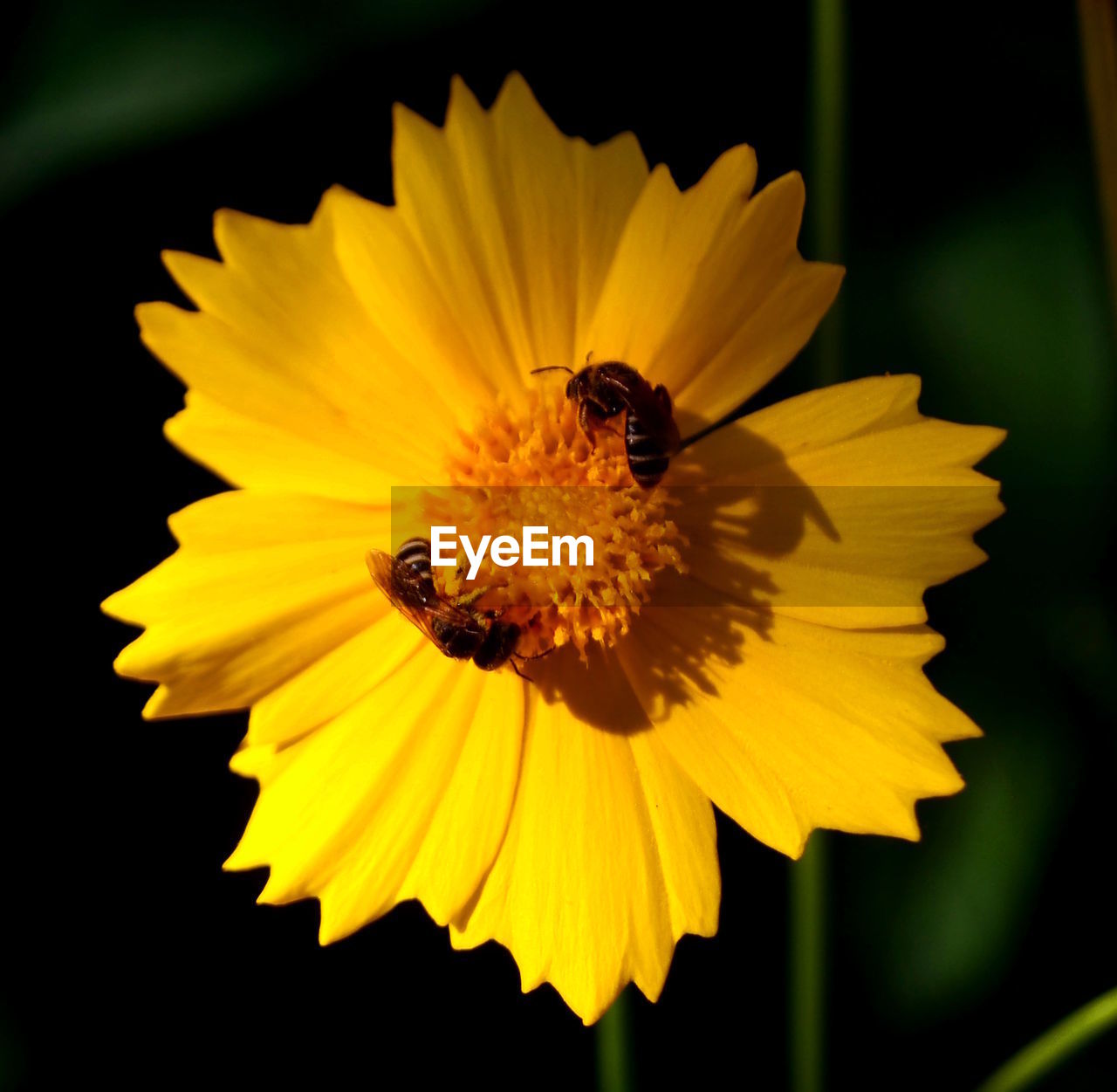 Close-up of bee on yellow flower