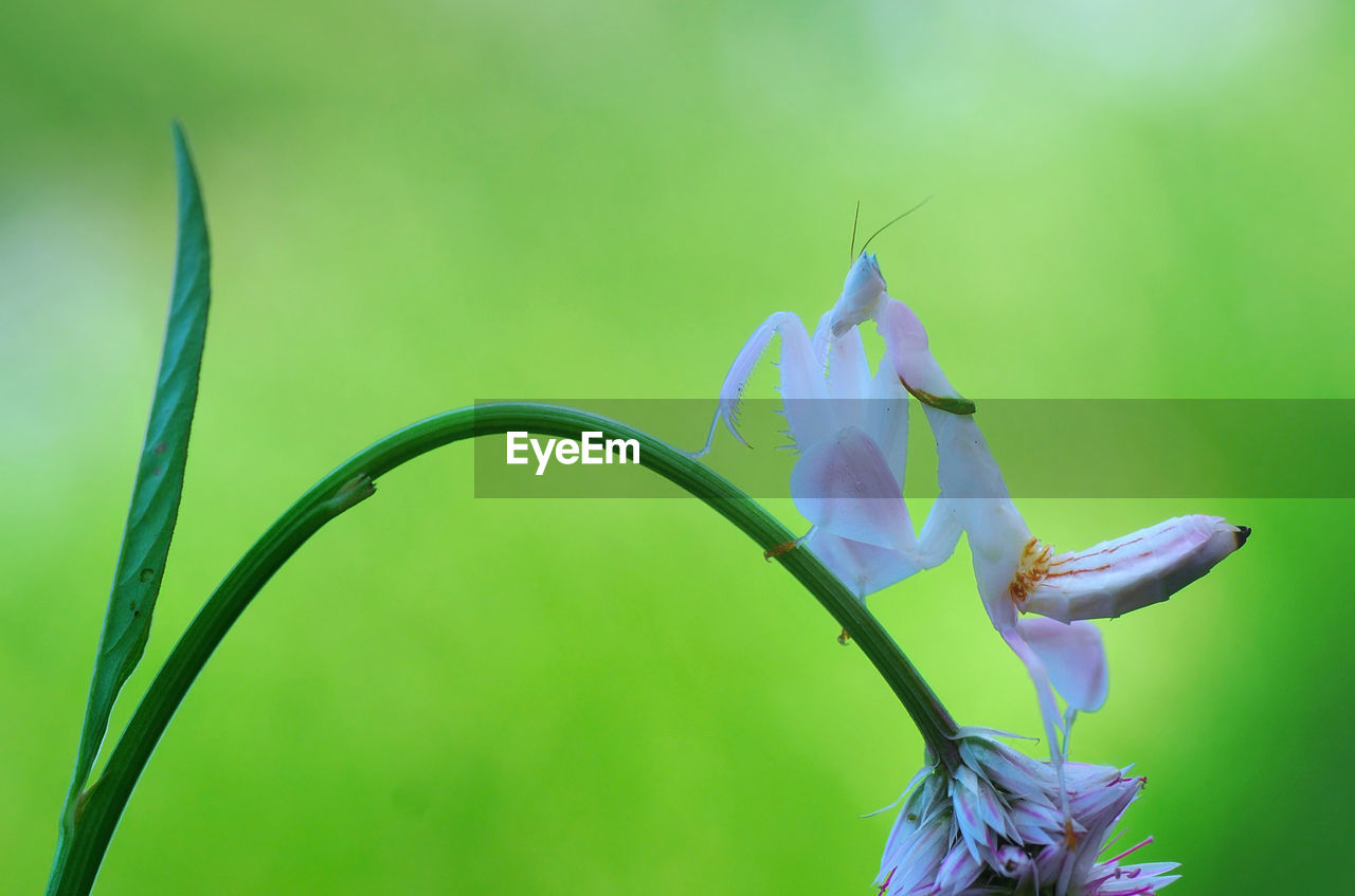 CLOSE-UP OF FLOWERING PLANT