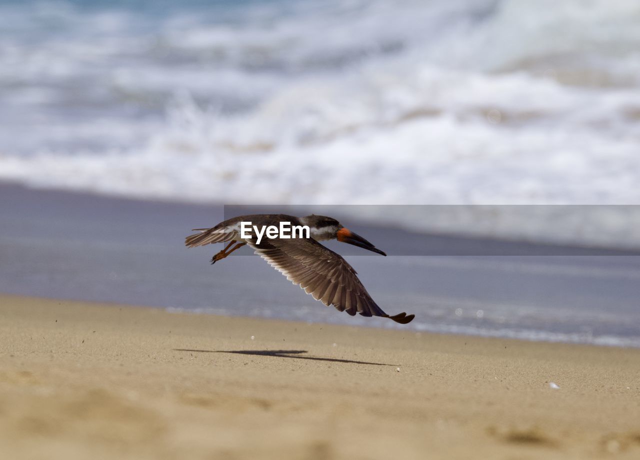 Bird flying over beach