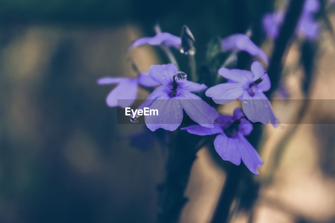 Close-up of purple flowering plant