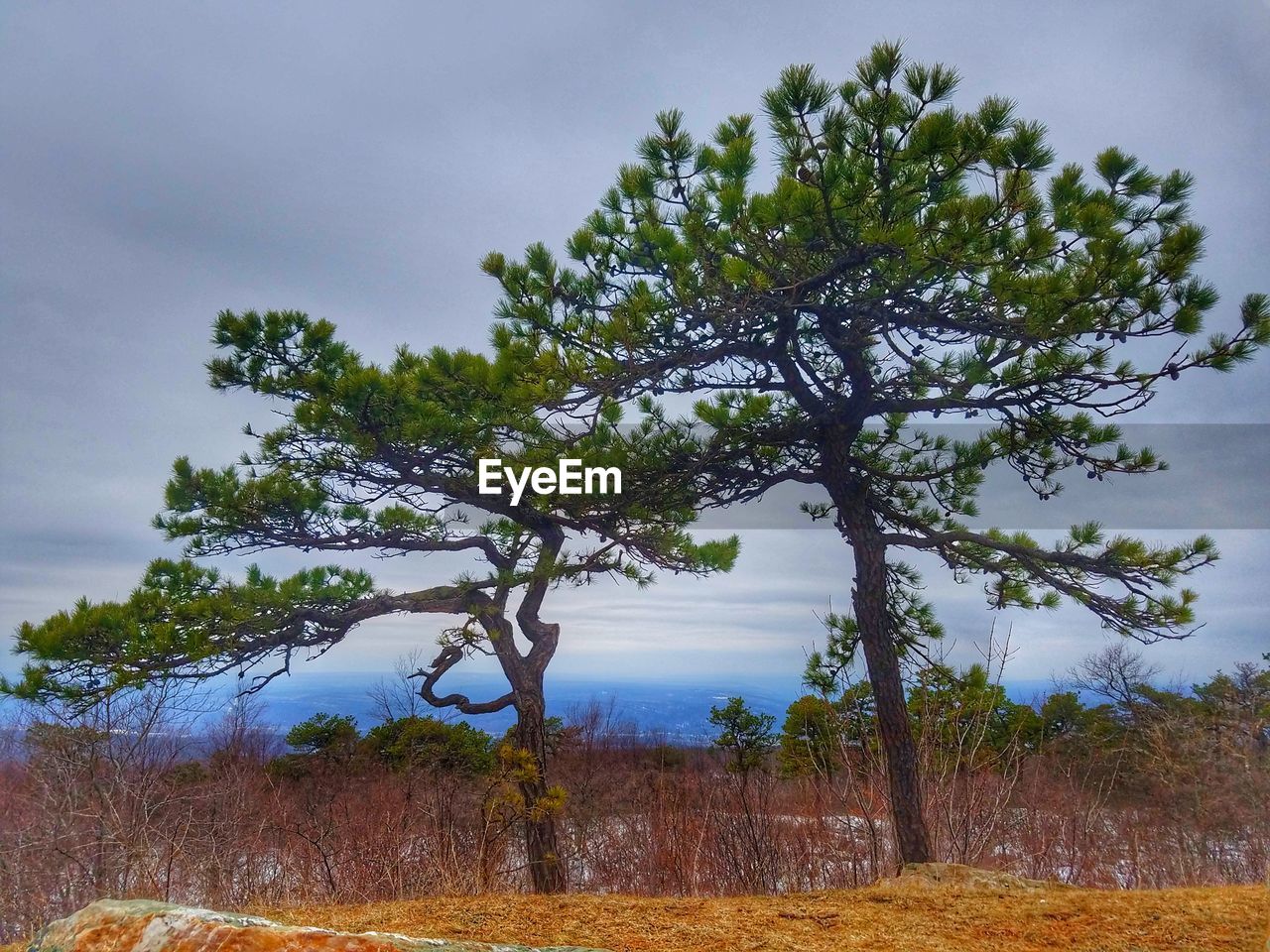 VIEW OF TREES AGAINST SKY