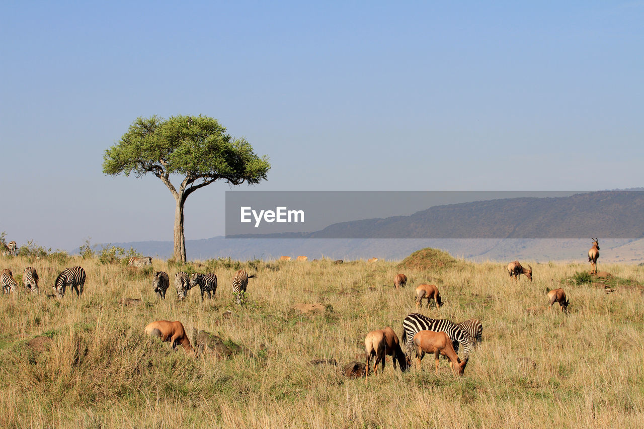 Safari animals on field against clear sky