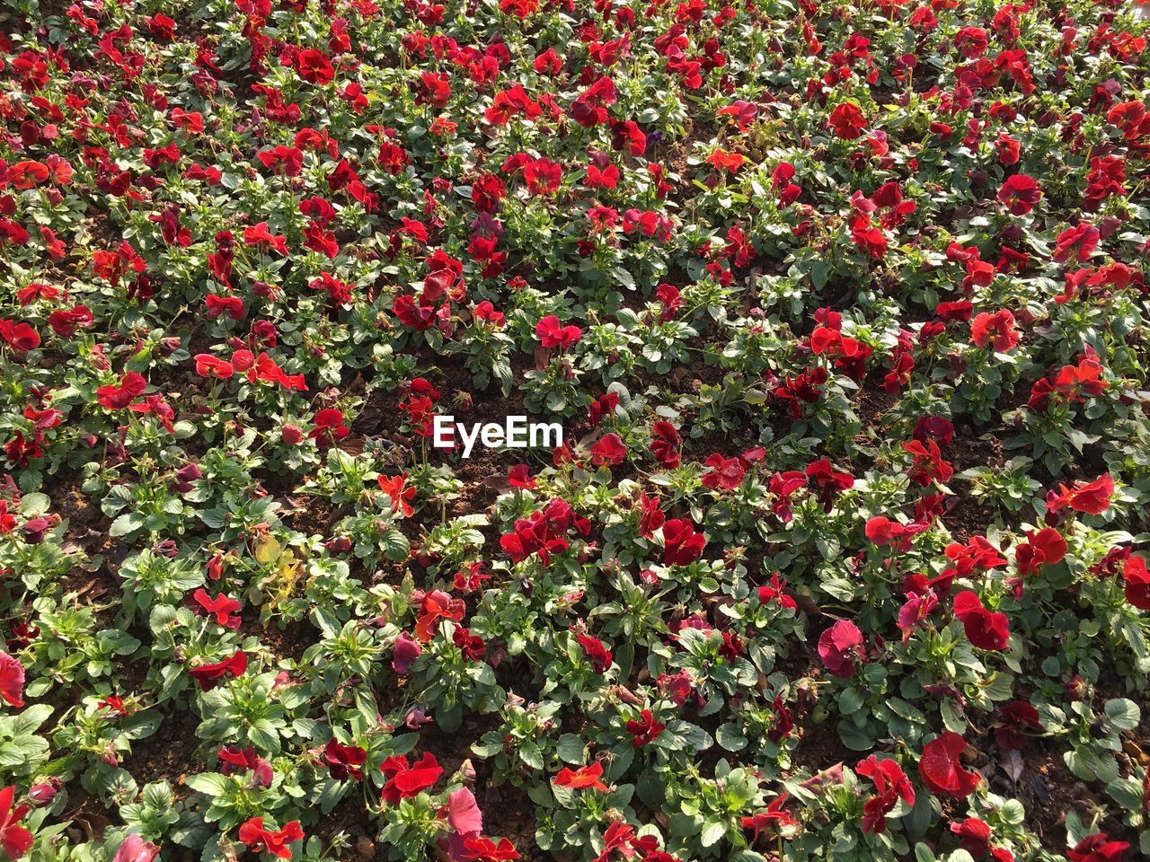 Full frame shot of red flowers blooming at park