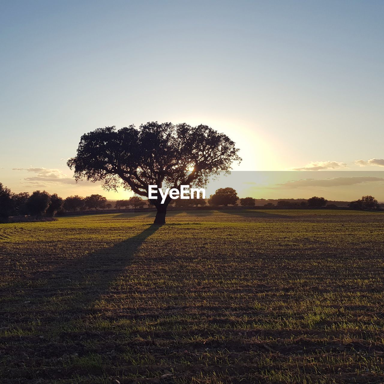 Tree on field against sky during sunset