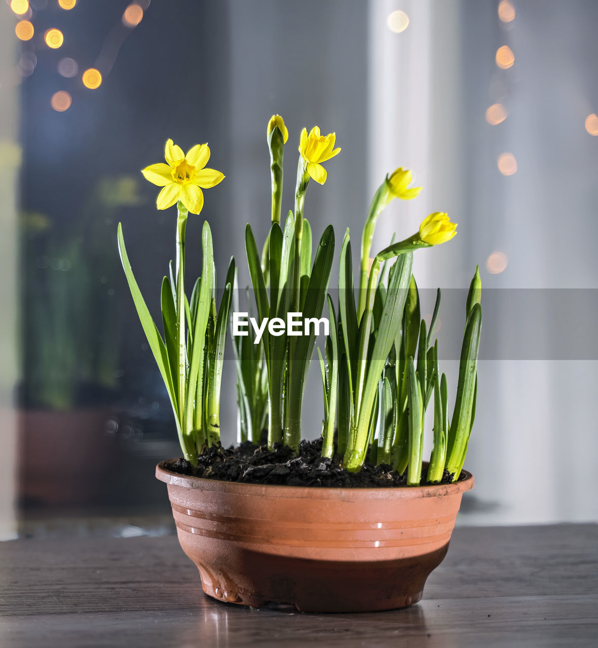 plant, flower, yellow, flowering plant, nature, freshness, beauty in nature, no people, indoors, growth, decoration, green, floristry, wood, window, potted plant, springtime, table, close-up, vase, flowerpot, plant part, leaf