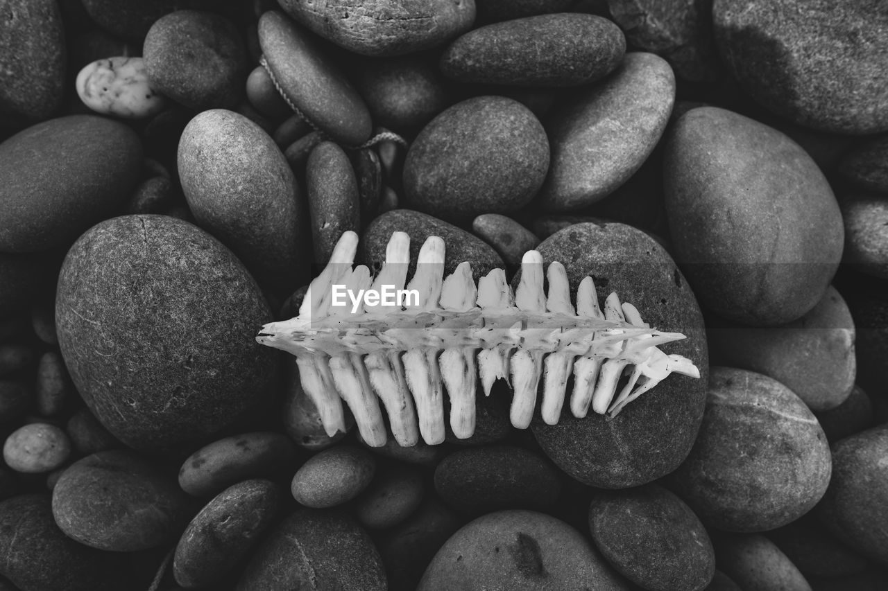 High angle view of animal bones on pebbles