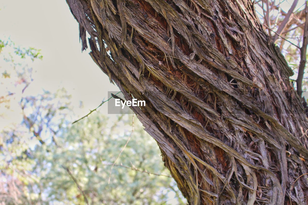 LOW ANGLE VIEW OF TREE