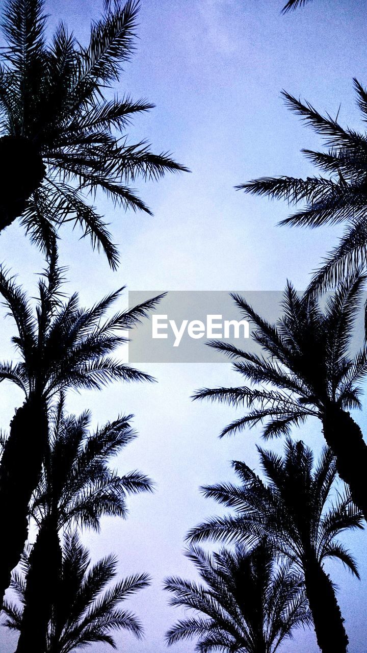 LOW ANGLE VIEW OF PALM TREES AGAINST SKY