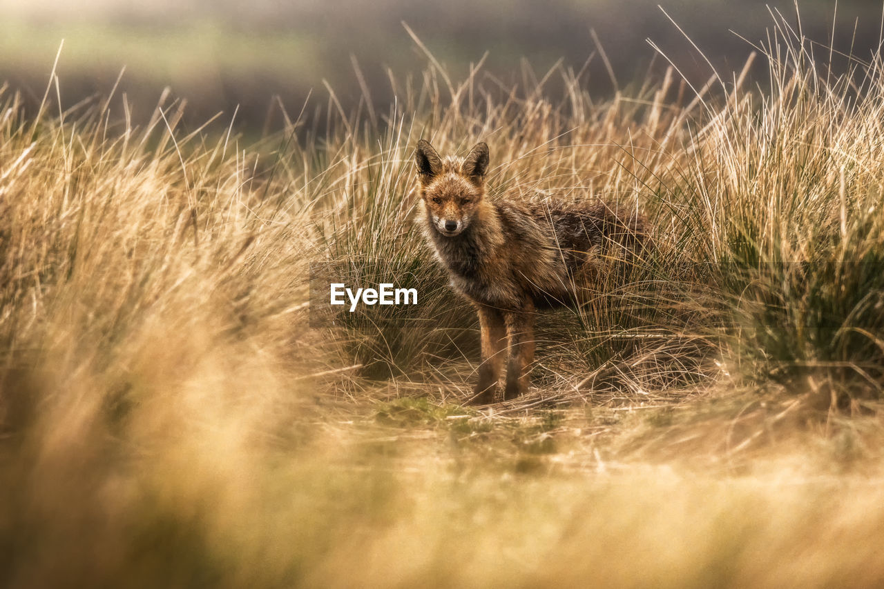 Adorable wild fox looking at camera while standing in dried grass in countryside in autumn day