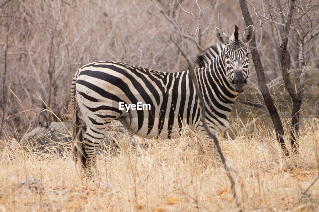 Zebra standing on field, looking at the camera, in the hwange national park in zimbabwe.