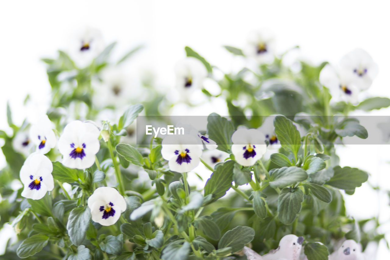 CLOSE-UP OF WHITE FLOWERING PLANT WITH FLOWERS