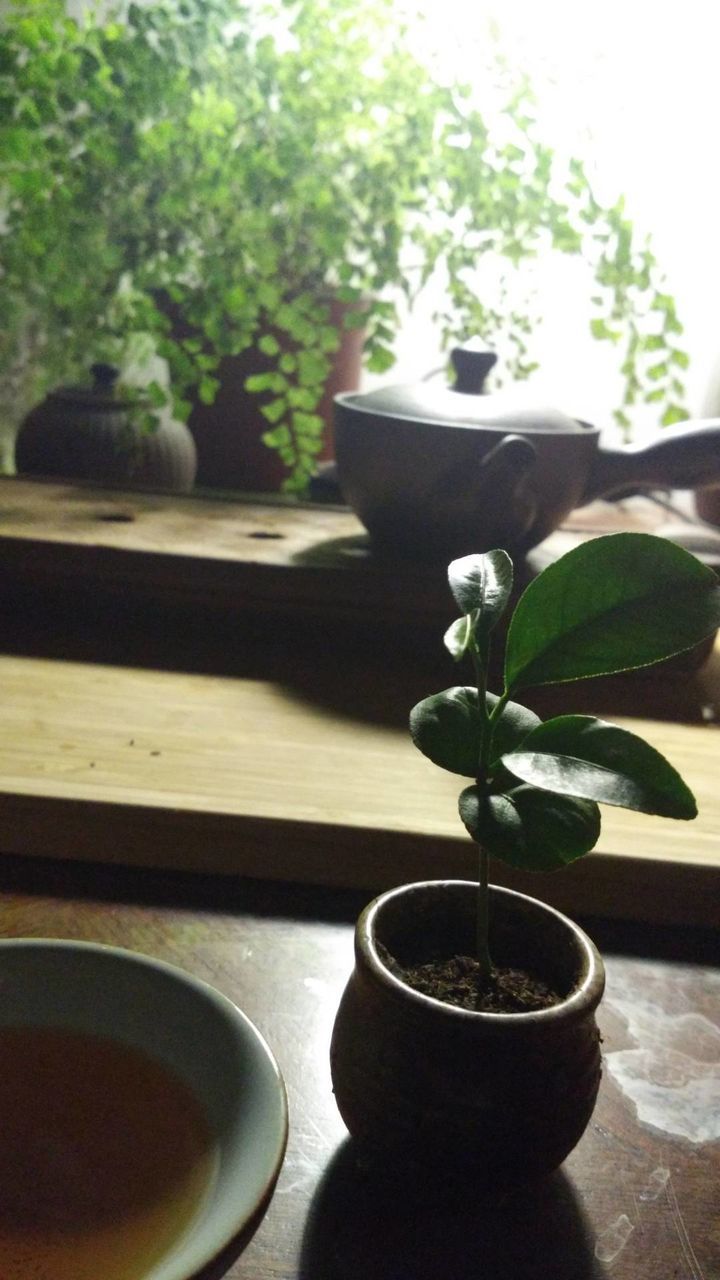 POTTED PLANT ON TABLE