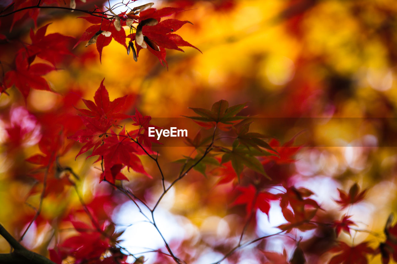 Close-up of autumn leaves on twigs
