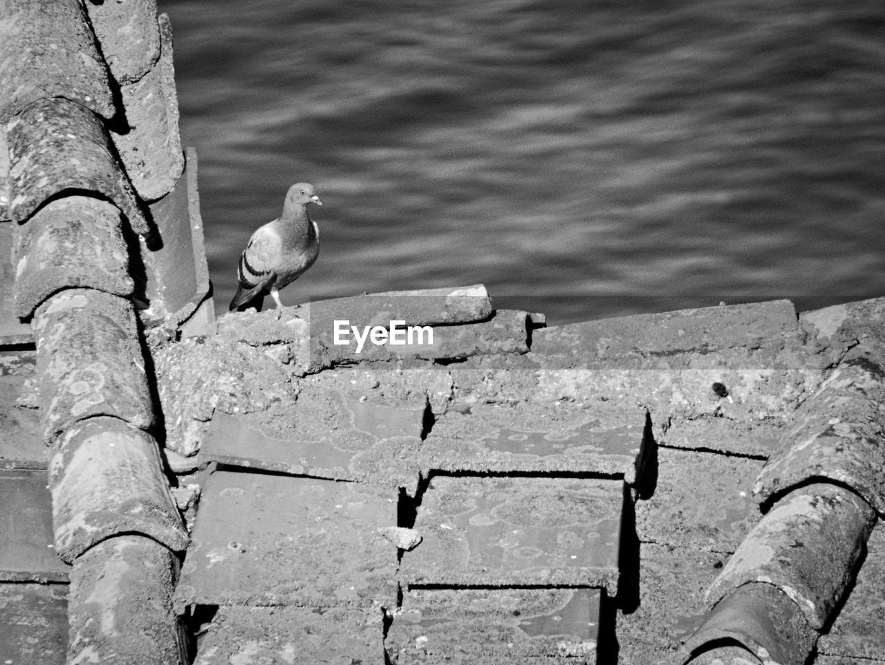 HIGH ANGLE VIEW OF SEAGULL PERCHING ON THE WALL