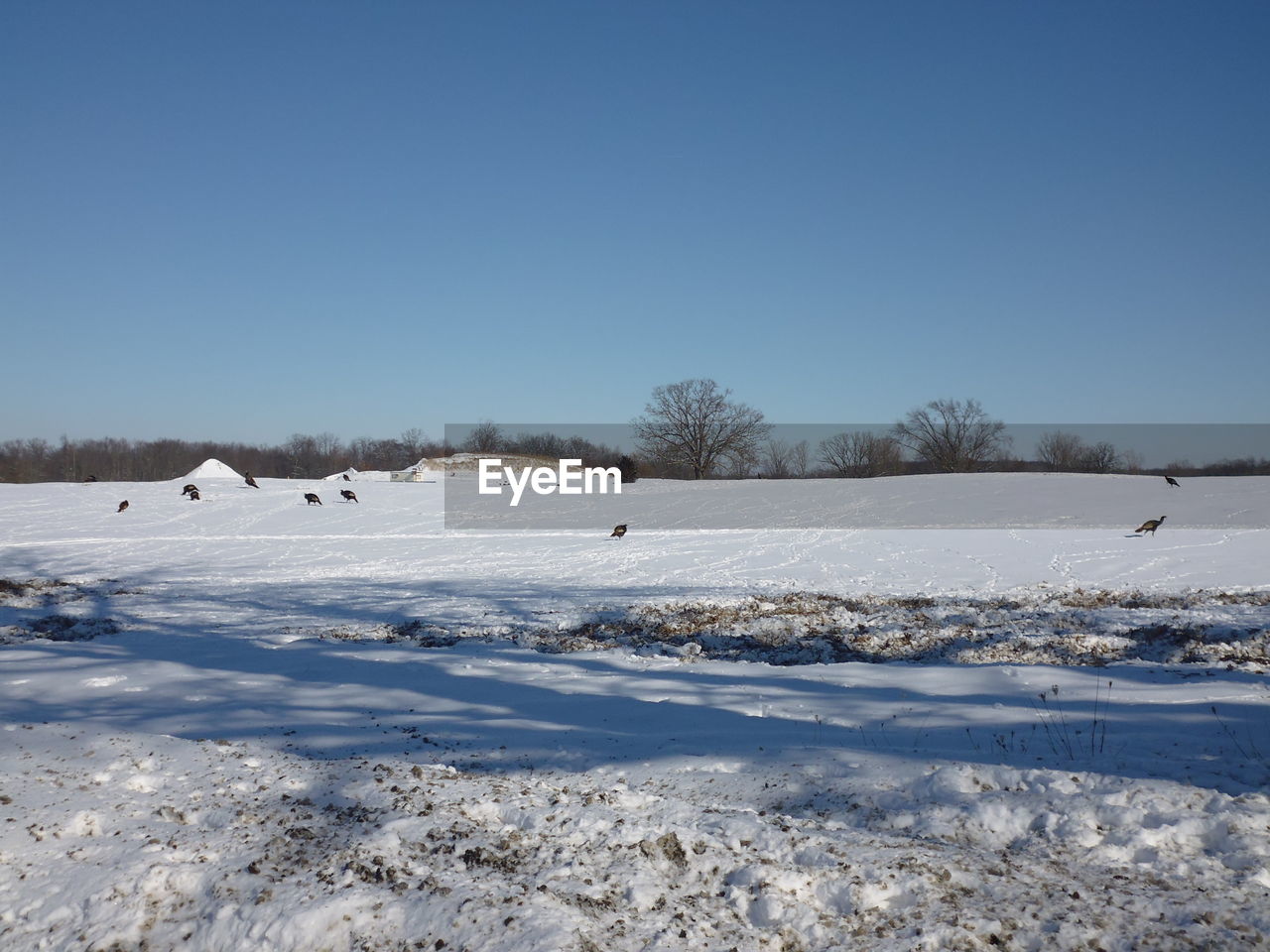 SCENIC VIEW OF SNOW COVERED FIELD AGAINST CLEAR SKY