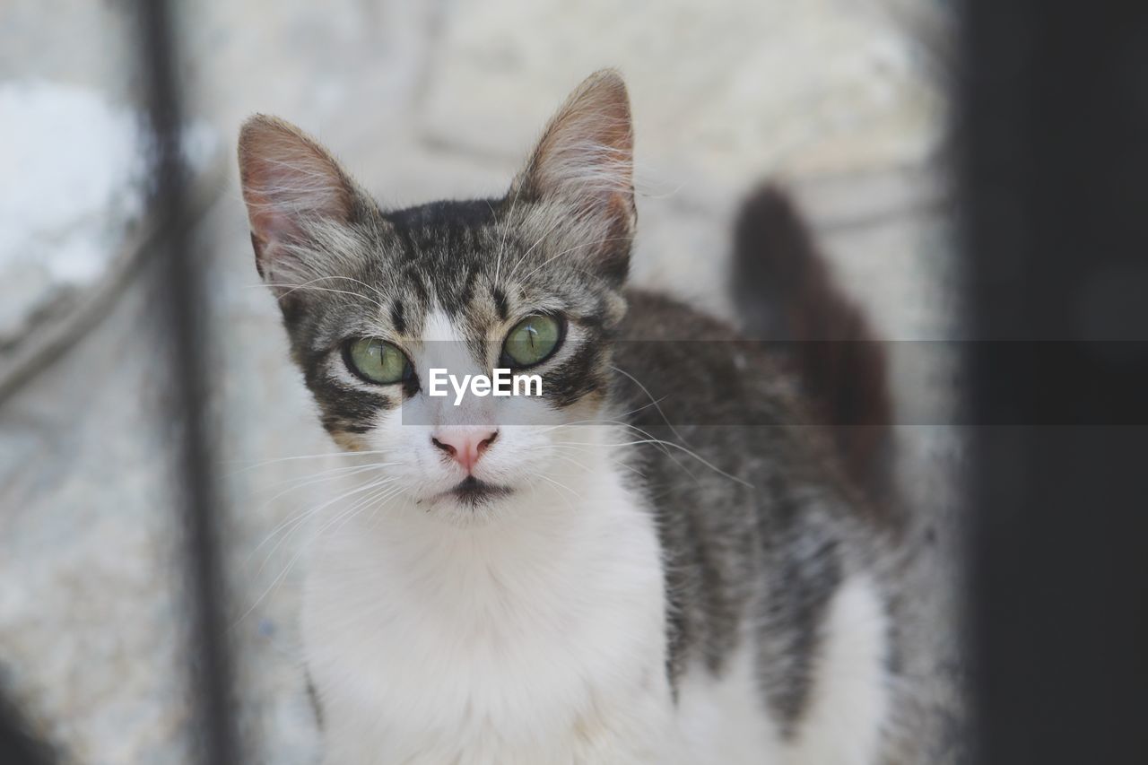 CLOSE-UP PORTRAIT OF A CAT