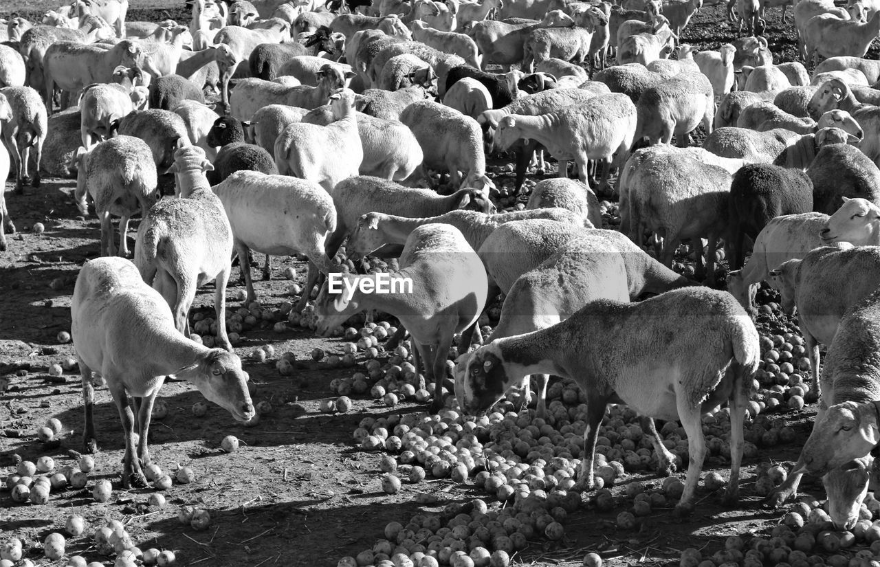 animal, animal themes, group of animals, black and white, mammal, large group of animals, livestock, domestic animals, monochrome photography, animal wildlife, monochrome, day, herd, nature, wildlife, pet, field, agriculture, flock of sheep, crowd, sheep, land, sunlight, outdoors, cattle