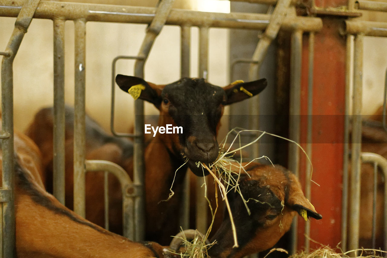 VIEW OF A HORSE IN A PEN