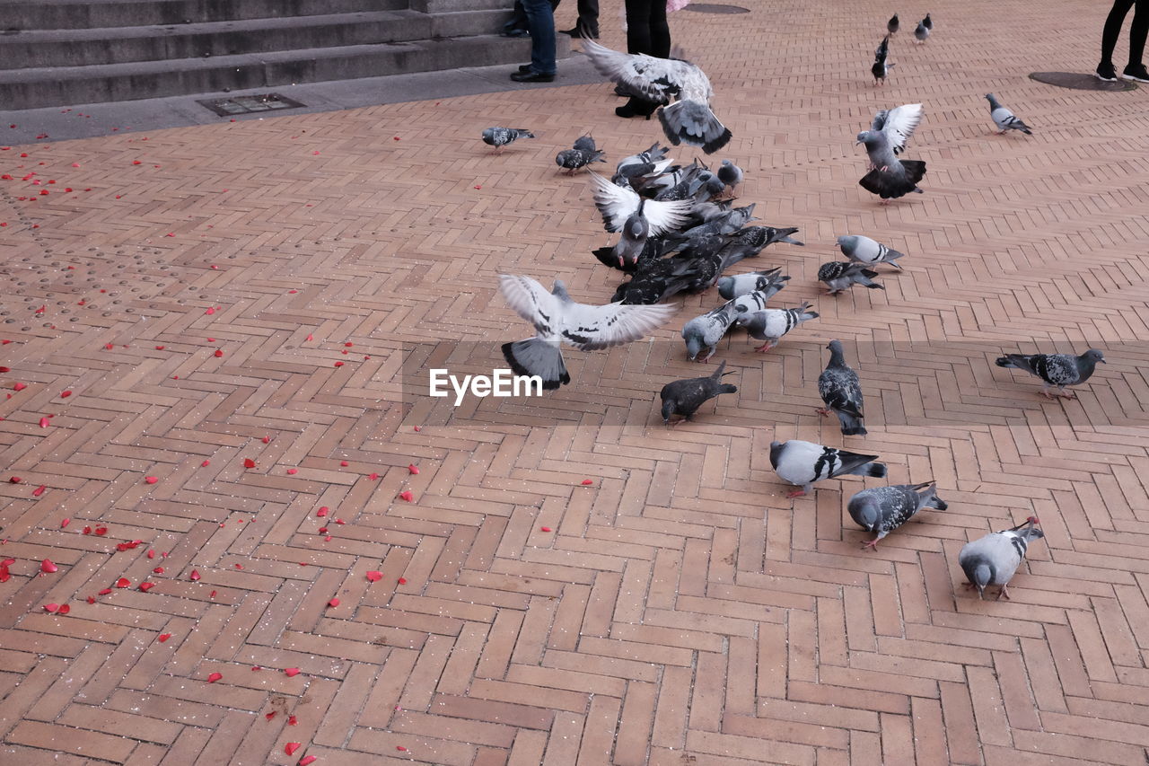 HIGH ANGLE VIEW OF PIGEONS ON FLOOR
