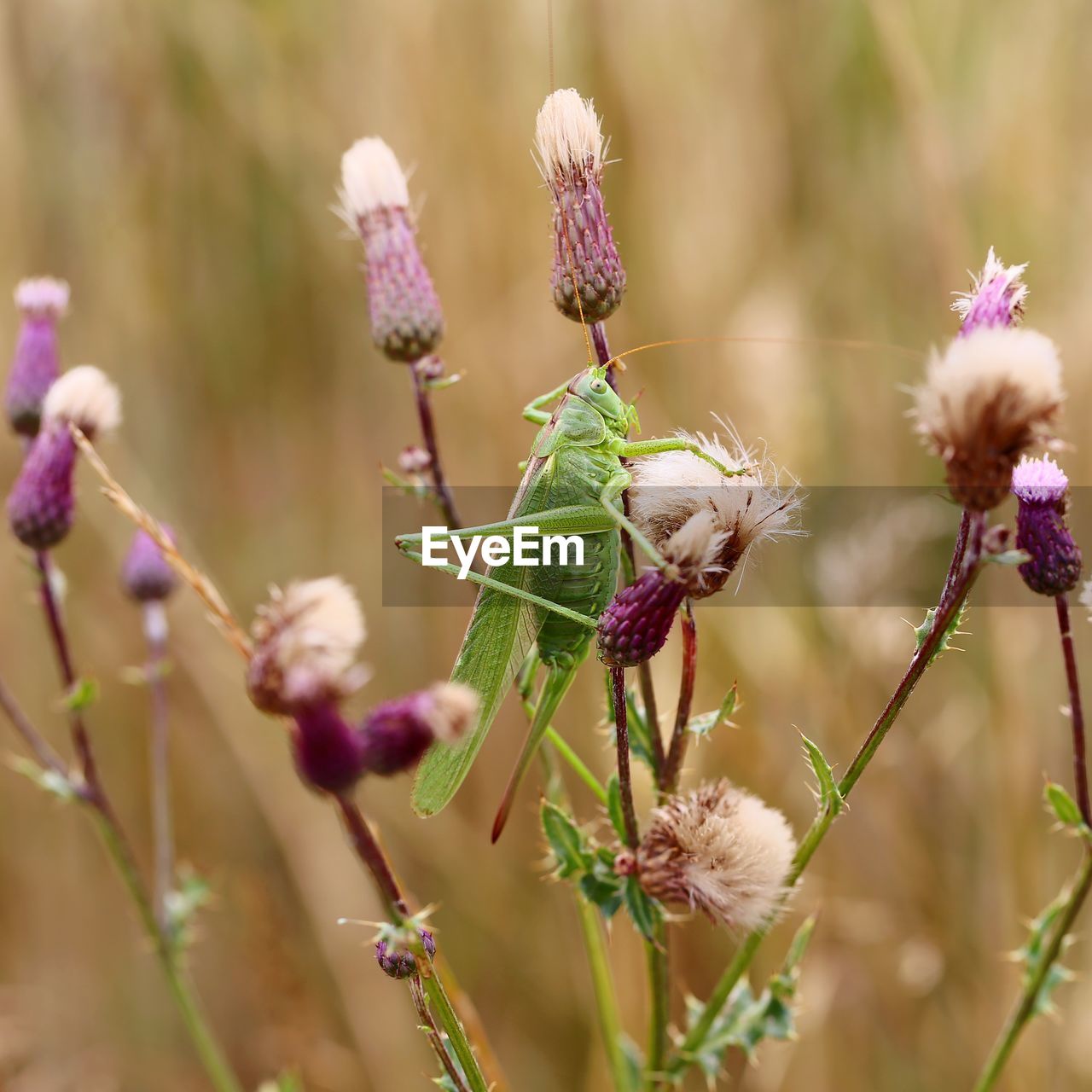 CLOSE-UP OF BUTTERFLY ON PURPLE FLOWERING PLANT