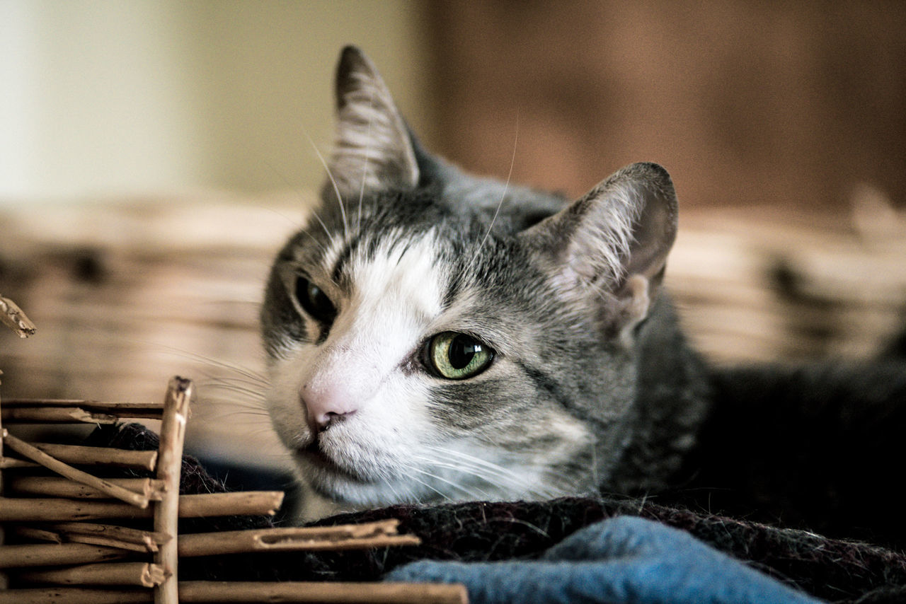 Close-up portrait of cat