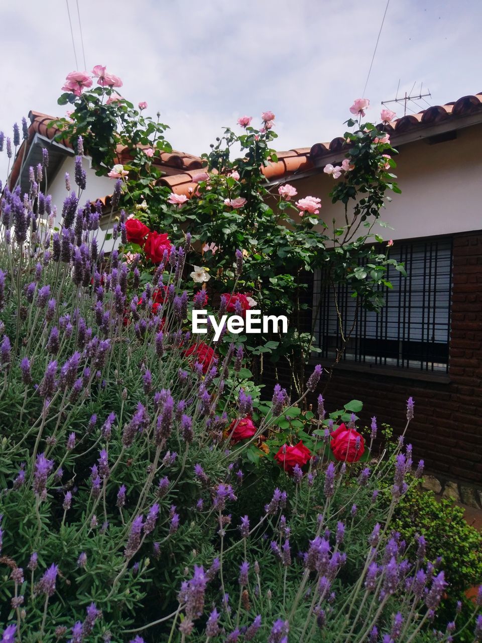 PURPLE FLOWERING PLANT AGAINST BUILDING