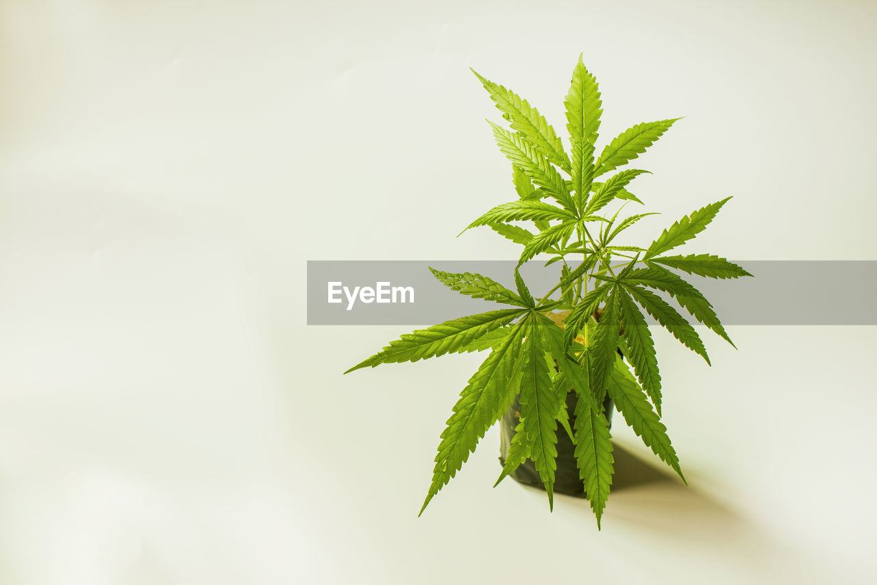 cannabis, leaf, plant part, green, cannabis plant, healthcare and medicine, medicine, plant, herb, narcotic, herbal medicine, nature, alternative medicine, bud, recreational drug, plant stem, no people, food and drink, tree, cannabis - narcotic, flower, branch, food, social issues, medical cannabis, close-up, soil, outdoors, growth