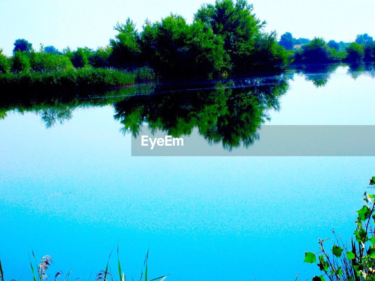 REFLECTION OF TREES ON CALM LAKE