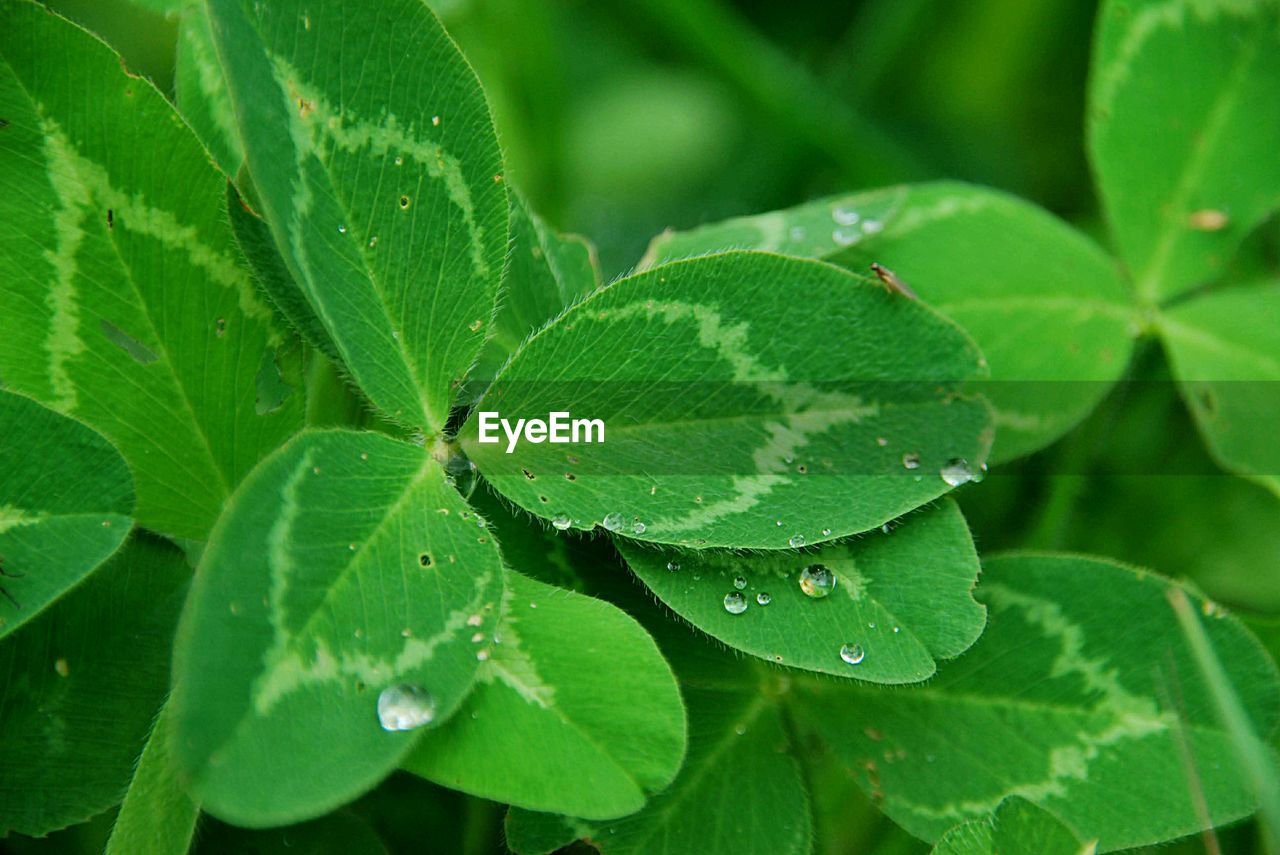 Close-up of wet plant leaves