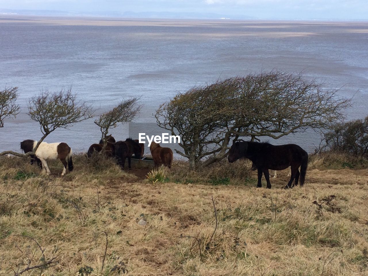 HORSES GRAZING ON FIELD