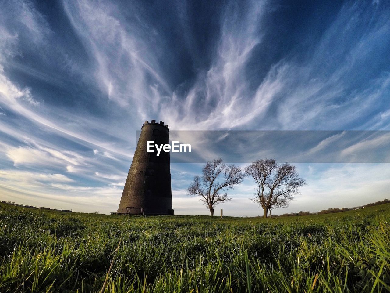 Low angle view of trees on field against sky