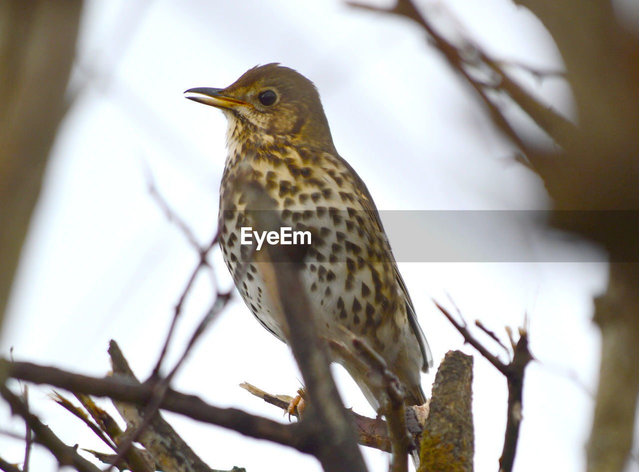 CLOSE-UP OF SPARROW PERCHING ON TREE