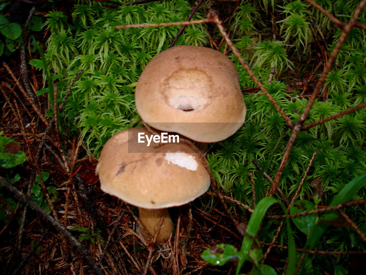 CLOSE-UP OF MUSHROOMS GROWING ON GRASSY FIELD