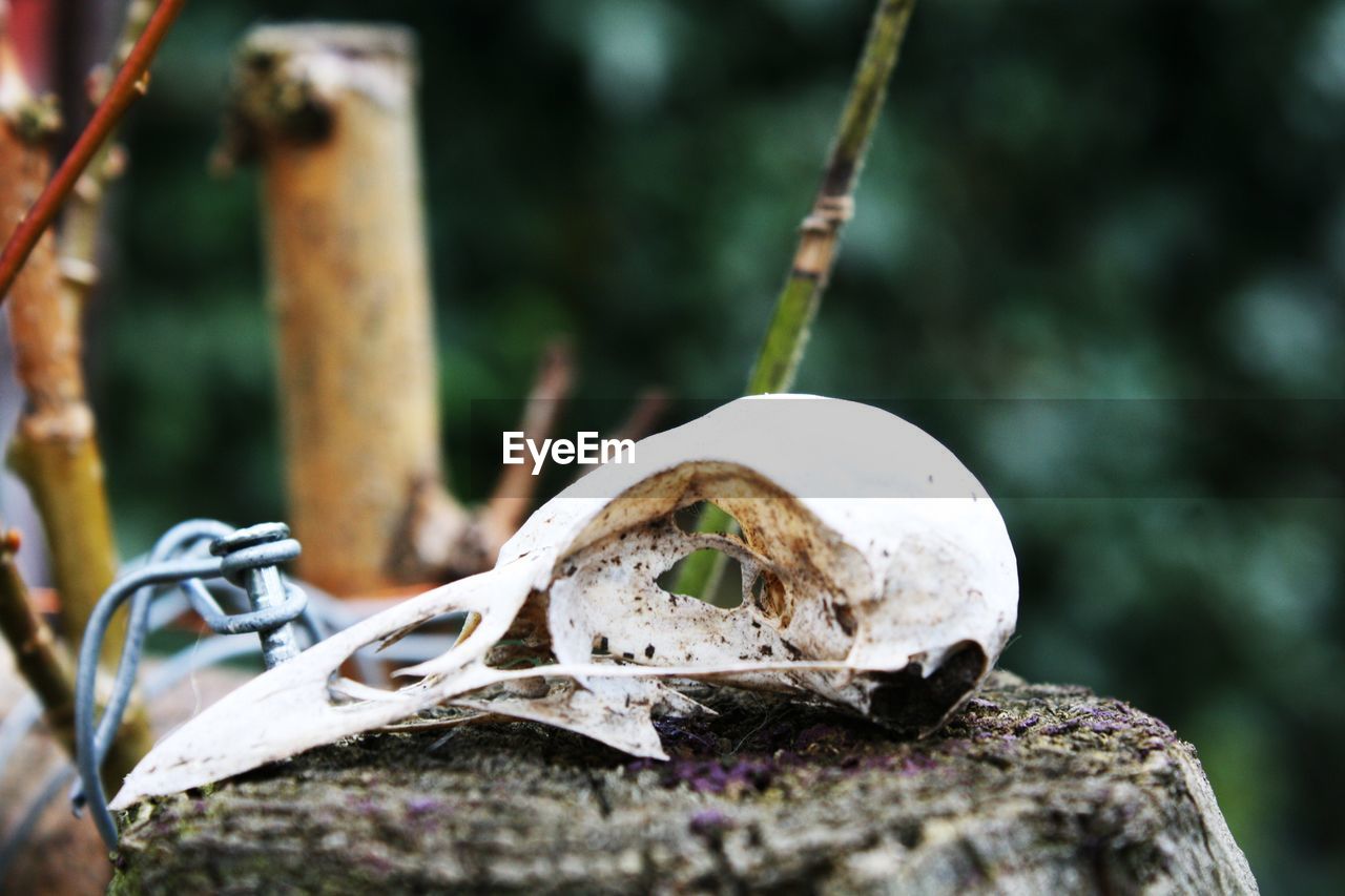 Close-up of animal skull on tree stump