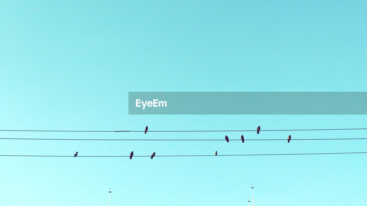 LOW ANGLE VIEW OF BIRDS FLYING OVER POWER LINE