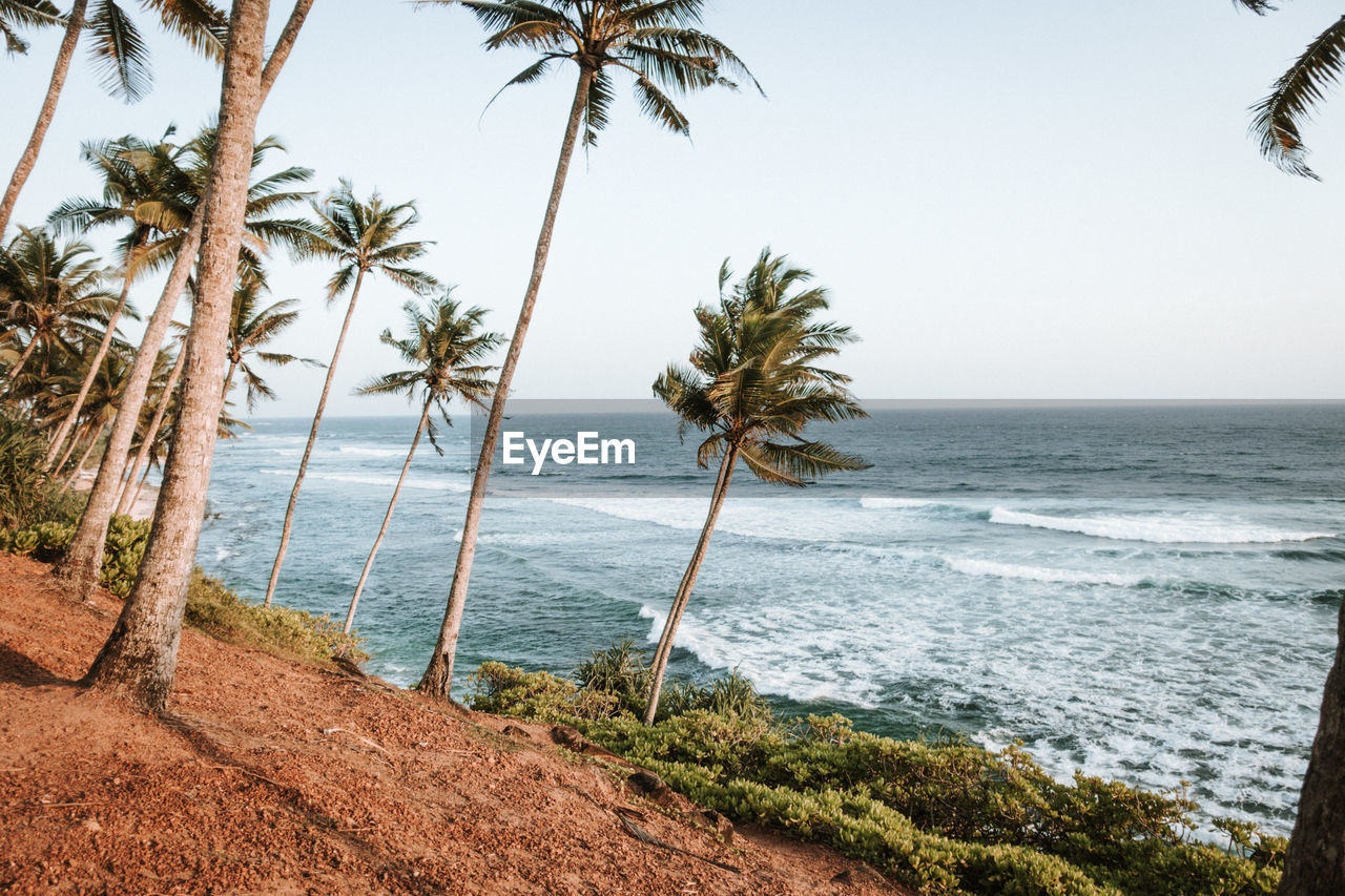 Palm trees on beach against clear sky