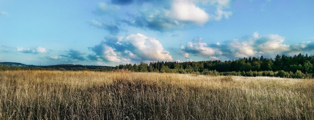 WHEAT FIELD AGAINST SKY