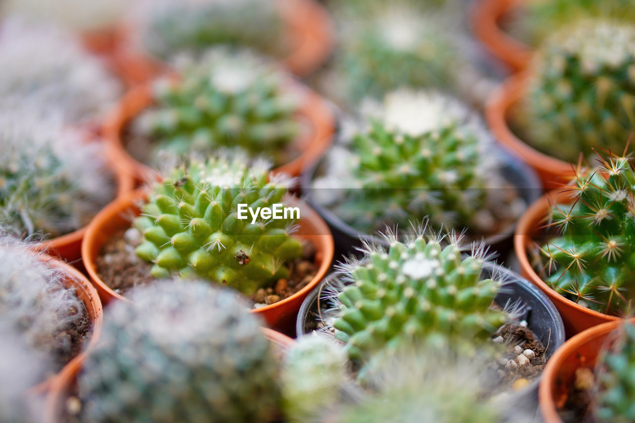 plant, succulent plant, growth, cactus, green, thorn, selective focus, no people, food, nature, food and drink, spiked, close-up, beauty in nature, freshness, full frame, day, outdoors, sharp, potted plant, in a row, agriculture, backgrounds, healthy eating, thorns, spines, and prickles, environment, botany, market, flower, produce, fruit, retail, business, large group of objects