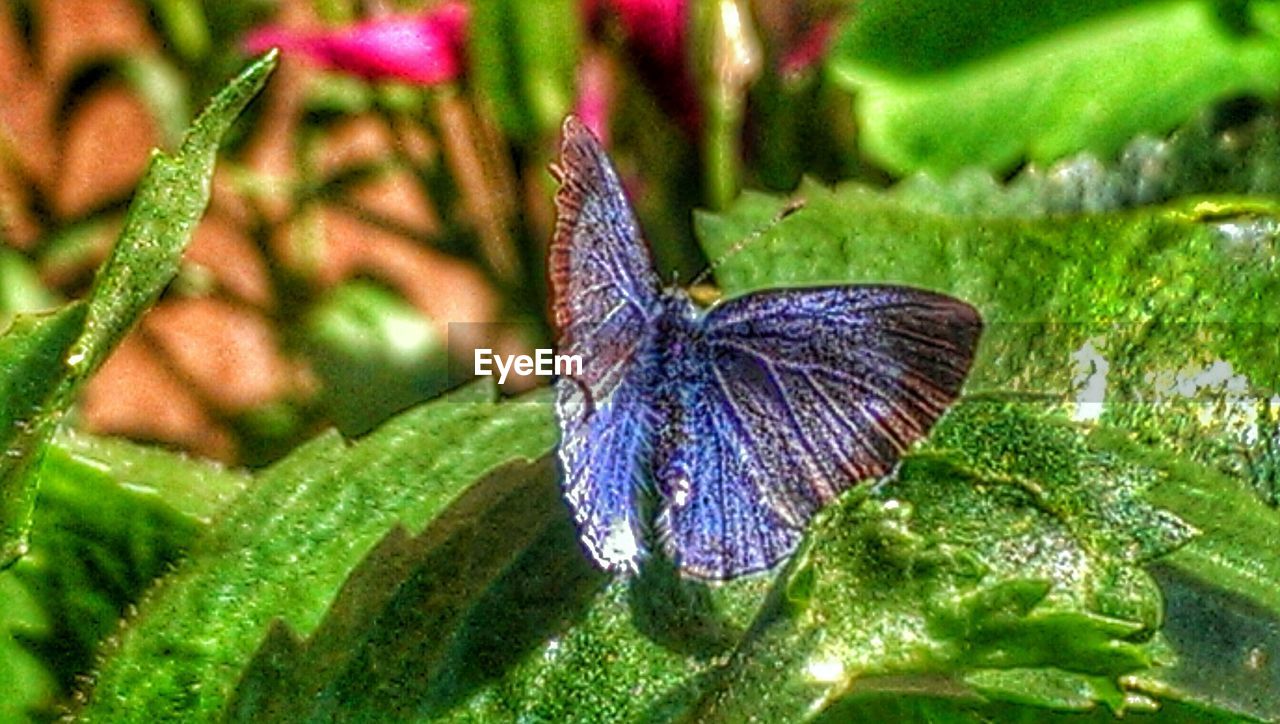 CLOSE-UP OF BUTTERFLY PERCHING ON LEAF