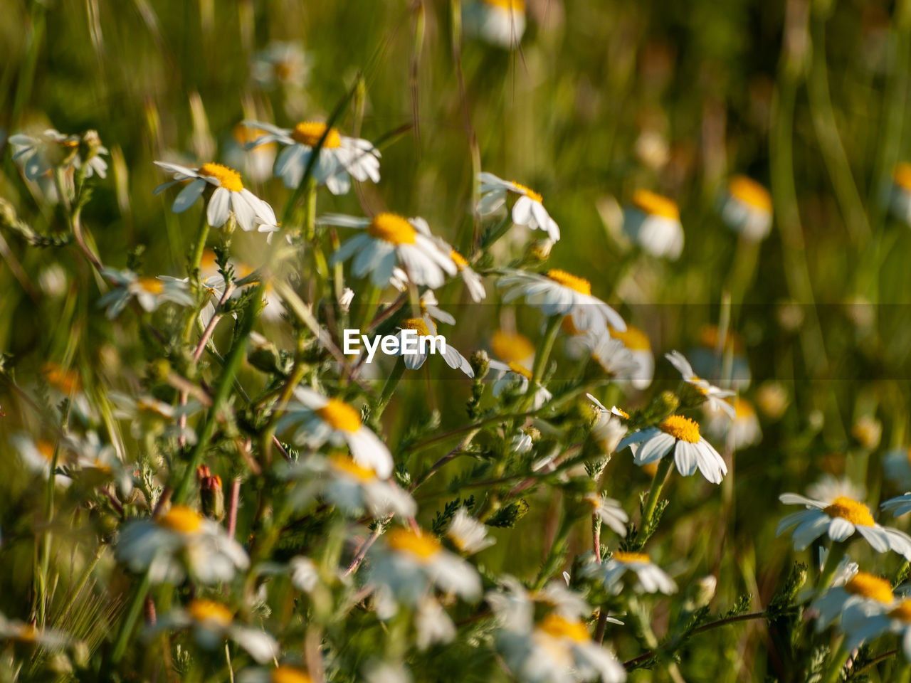 CLOSE-UP OF YELLOW FLOWERING PLANT LEAVES ON LAND