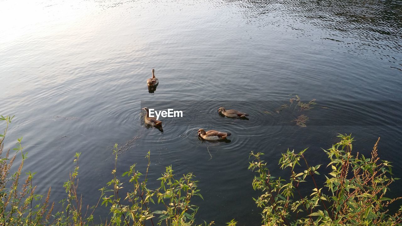 Ducks in river