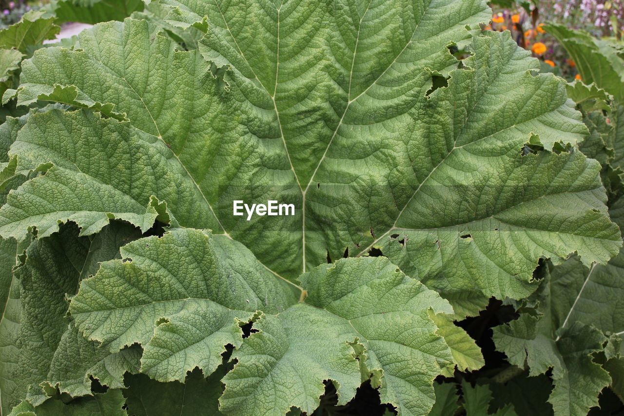 CLOSE-UP OF LEAVES