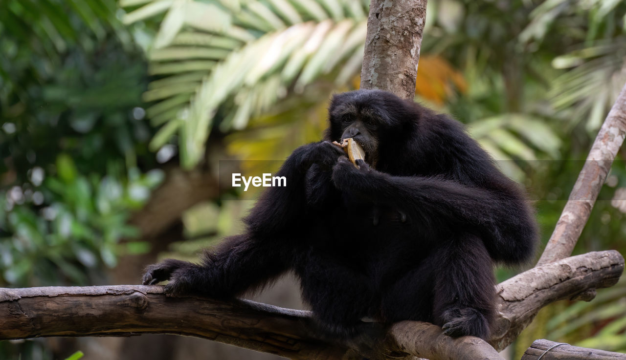 animal themes, animal, animal wildlife, primate, mammal, monkey, tree, ape, wildlife, one animal, plant, new world monkey, nature, chimpanzee, sitting, forest, branch, tropical climate, rainforest, environment, land, zoo, outdoors, jungle, no people, tropical rainforest, common chimpanzee, black, travel destinations, portrait