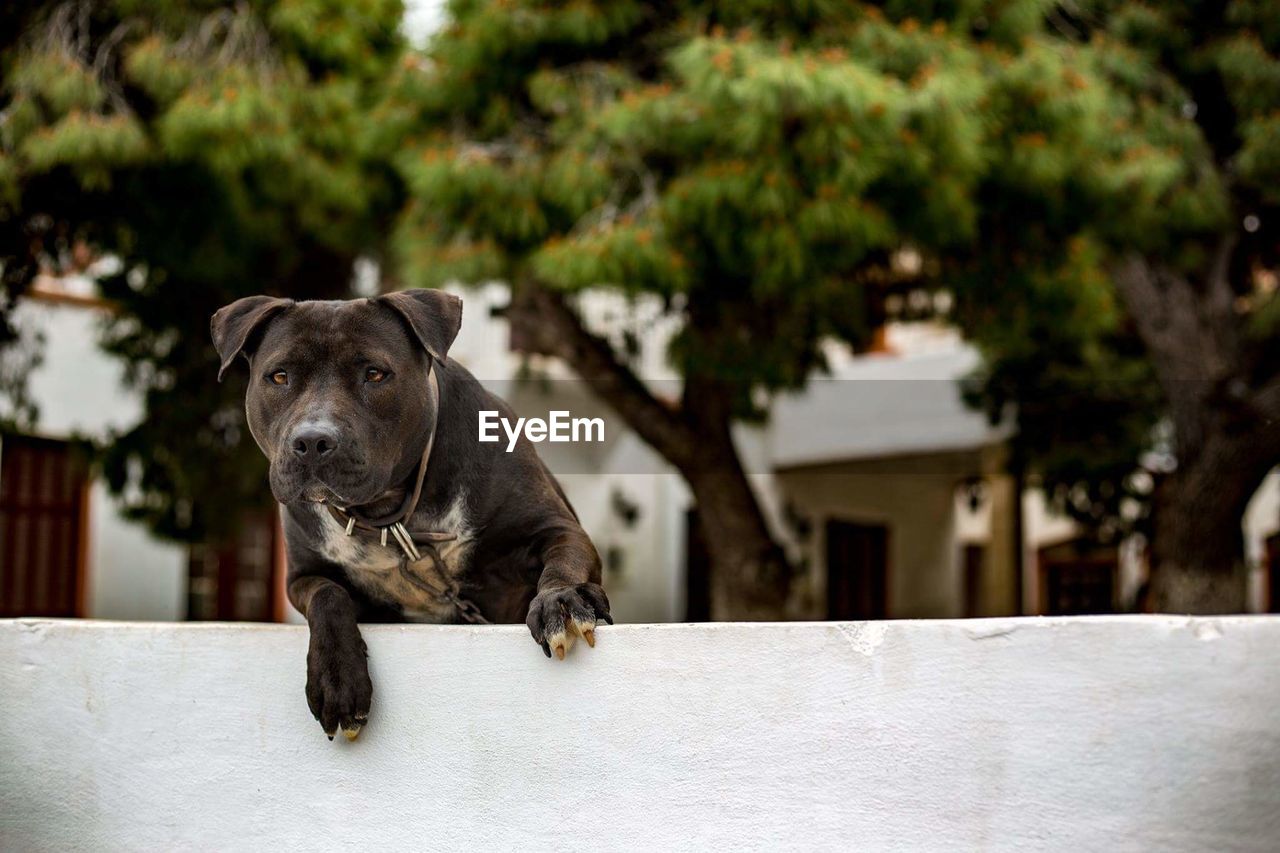 CLOSE-UP OF DOG ON TREE AGAINST SKY