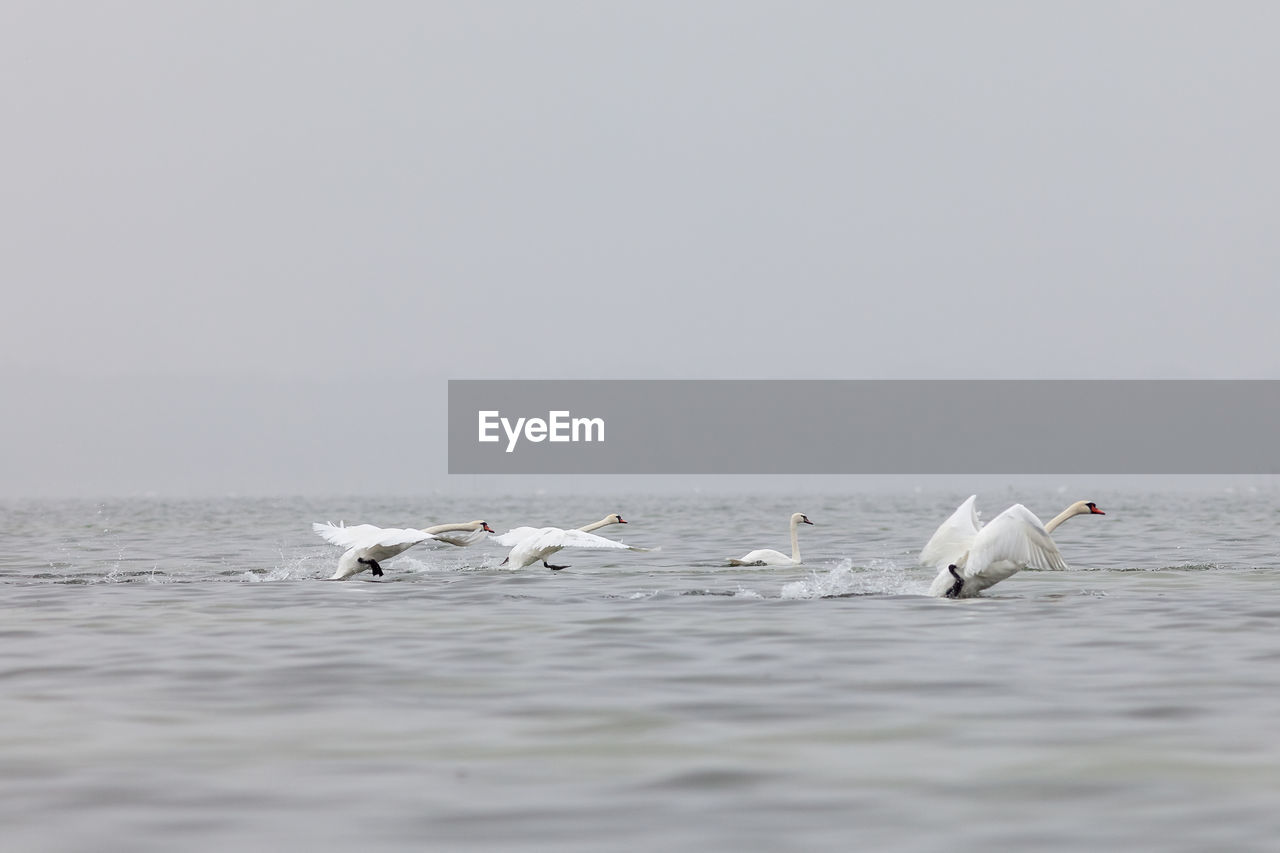 SWANS FLYING OVER WATER AGAINST CLEAR SKY