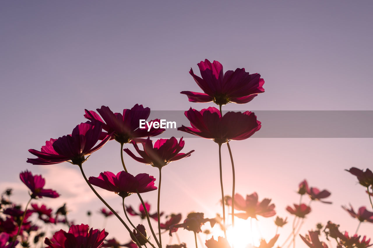 Low angle view of pink flower cosmos against sky
