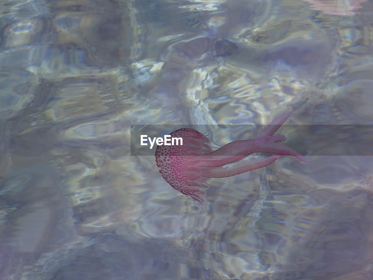 Pink jellyfish swimming undersea